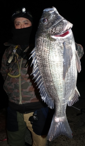 チヌの釣果