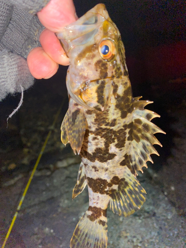 タケノコメバルの釣果