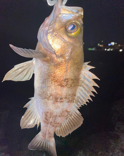 シロメバルの釣果