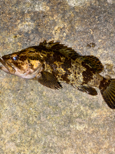 タケノコメバルの釣果