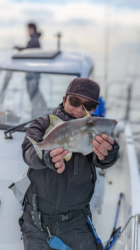 ウマヅラハギの釣果