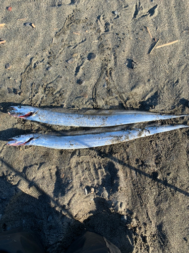 タチウオの釣果