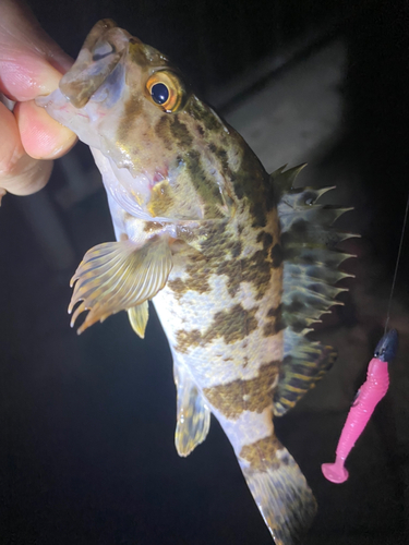 タケノコメバルの釣果