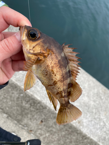 アカメバルの釣果