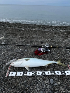 ブリの釣果