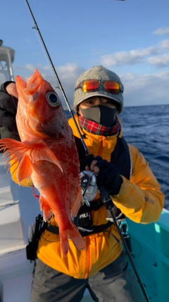 ユメカサゴの釣果