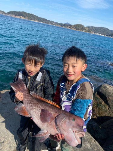 コブダイの釣果