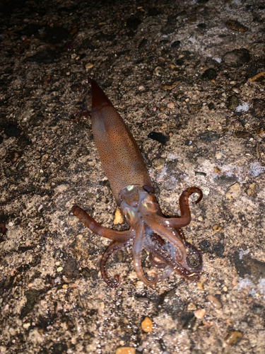 スルメイカの釣果