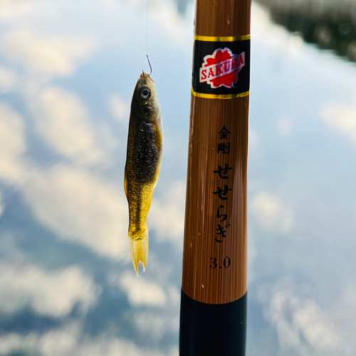 カワムツの釣果