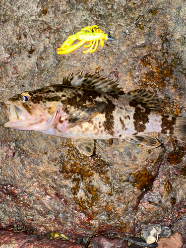 タケノコメバルの釣果