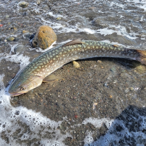 アメマスの釣果