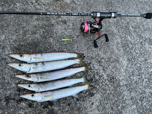 アカカマスの釣果