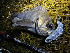 クロメバルの釣果