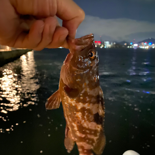 アコウの釣果