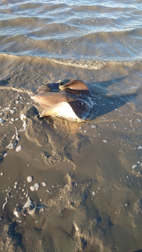 アカエイの釣果