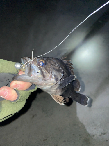 クロソイの釣果