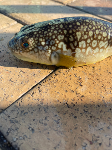 ショウサイフグの釣果