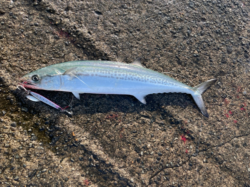 サゴシの釣果