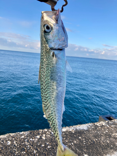 サバの釣果