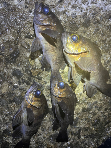 メバルの釣果