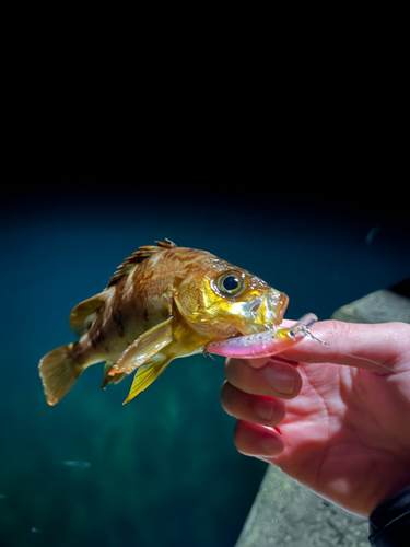 メバルの釣果