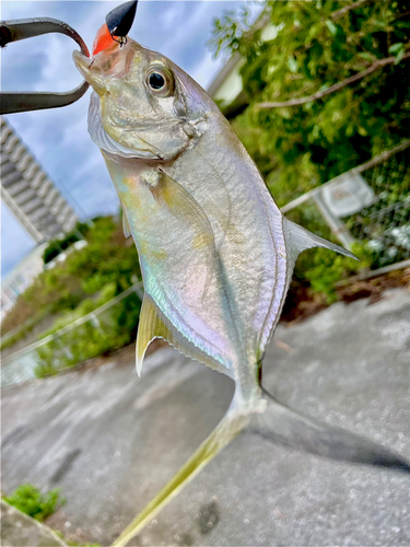 ロウニンアジの釣果