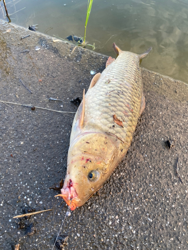 コイの釣果