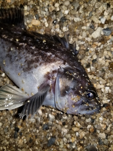 クロソイの釣果