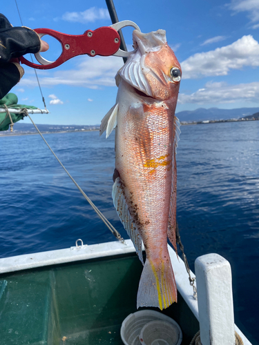 アマダイの釣果