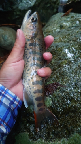 アマゴの釣果