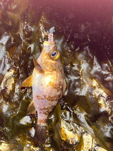 メバルの釣果