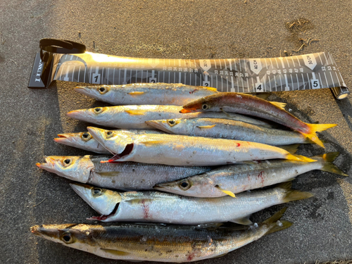 カマスの釣果