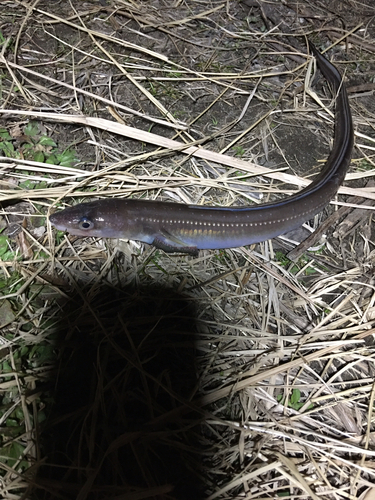 マアナゴの釣果