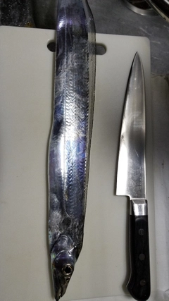 タチウオの釣果