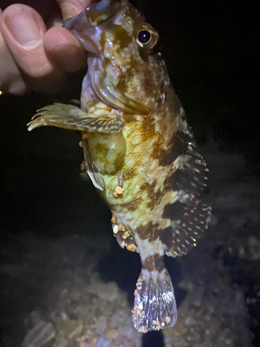 タケノコメバルの釣果