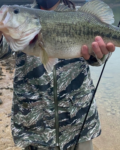 ラージマウスバスの釣果