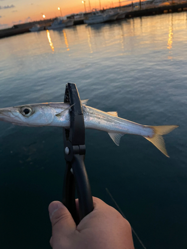 カマスの釣果