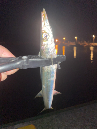 カマスの釣果