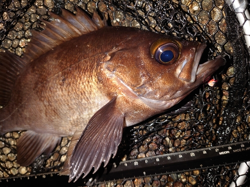 メバルの釣果