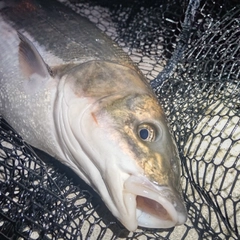 マルタウグイの釣果