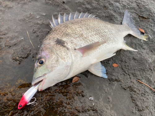 キビレの釣果