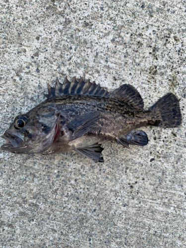 クロソイの釣果