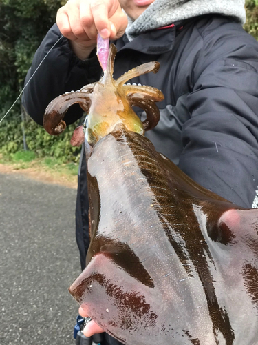 たっつんエギンガー さんの 2022年02月17日のアオリイカの釣り・釣果情報(熊本県 - 熊本県天草市近辺) - アングラーズ |  釣果600万件の魚釣り情報サイト