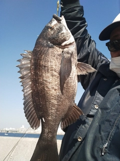 チヌの釣果