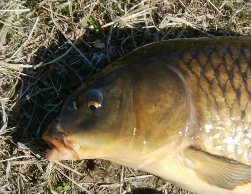 コイの釣果