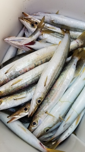 カマスの釣果