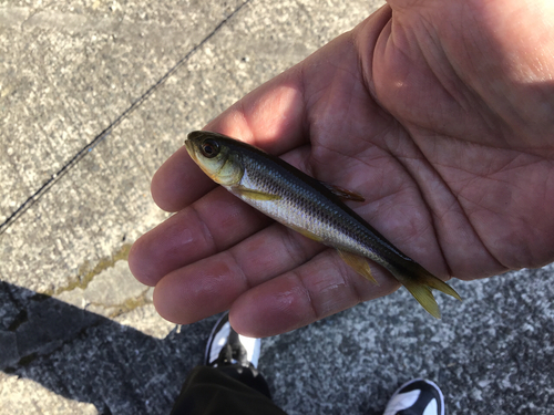 カワムツの釣果