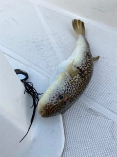 ショウサイフグの釣果