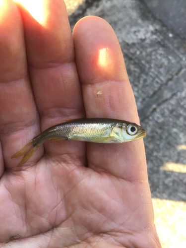 カワムツの釣果