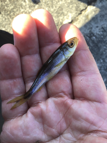 カワムツの釣果